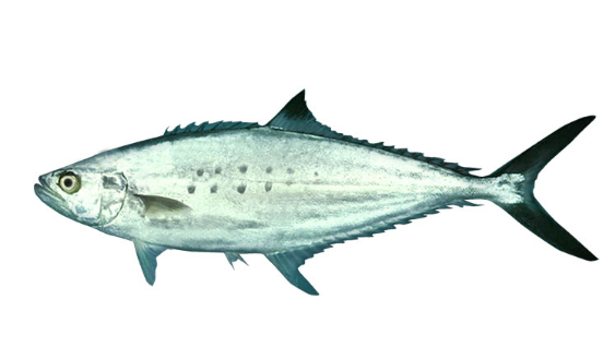 Waxwing 138 Sardine  Mackerel, Fish, Sardine